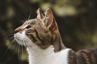 仰头的斑纹猫咪