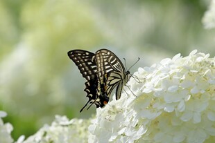 蝴蝶停驻在白色绣球花上