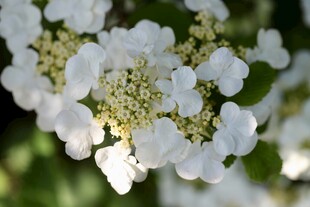 洁白绣球花绽放