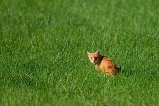 草地上的可爱小猫