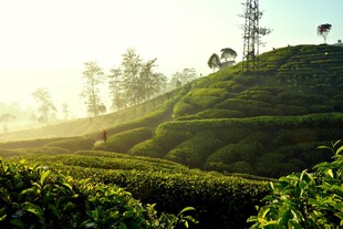 晨曦中的翠绿茶山美景