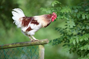 站在围栏上的漂亮公鸡
