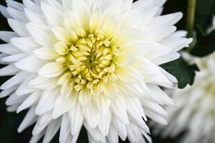 白色菊花特写