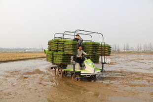 水田中载人运秧的农机具