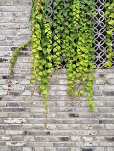 青砖墙上爬山虎