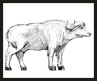 素描水牛图