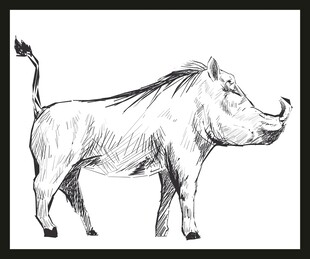 站立的野猪素描图