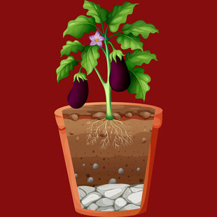 盆栽茄子生长过程展示