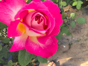 娇艳双色月季花