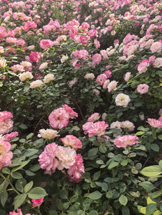 多彩绽放的美丽月季花园