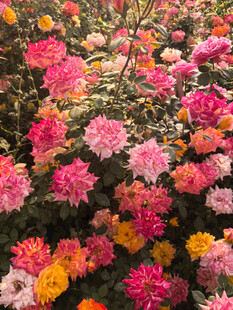 月季花园