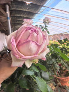 手捧娇艳双色月季花