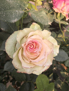 美丽月季花