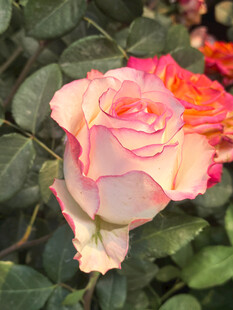 月季花
