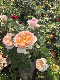 美丽月季花