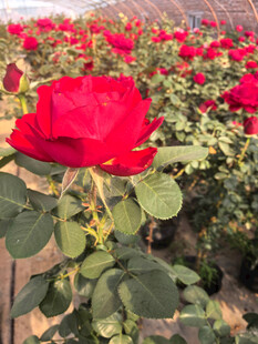 美丽月季花
