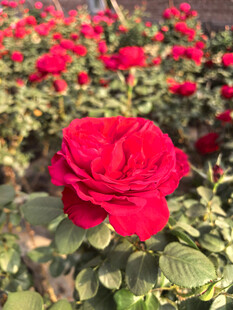 美丽月季花