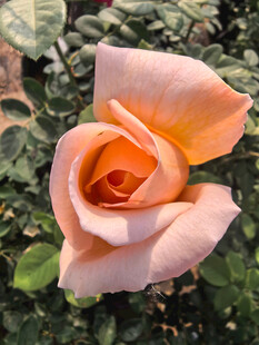 橙色月季花