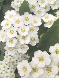 白色绣线菊绽放