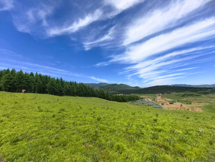 广袤绿野与蓝天绿树美景