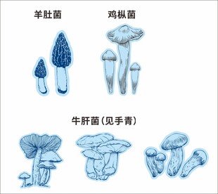 云南野生菌矢量图