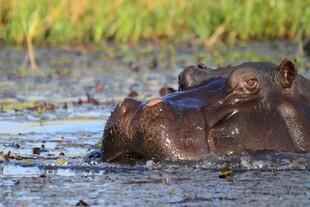 水中的河马头部特写