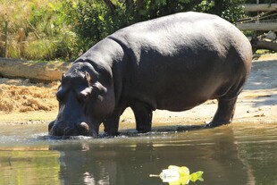 河边饮水的河马