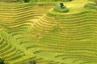 层层叠翠的美丽梯田