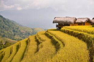 金黄梯田旁的古朴小屋