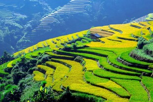 梯田美景