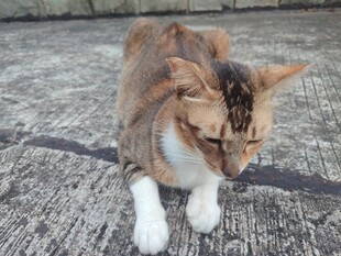 蹲坐的三色猫咪