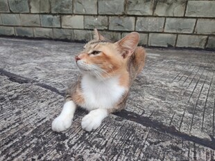 趴地的可爱猫咪