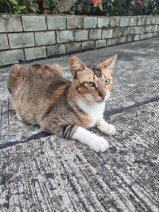 慵懒猫咪惬意趴地