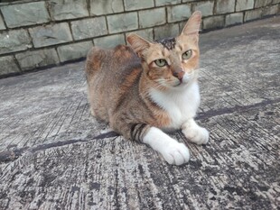 蹲坐的棕白猫咪