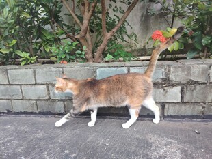 路边行走的三色猫咪