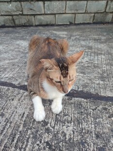 三色猫咪漫步于石板路