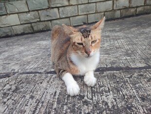 三色猫咪蹲坐于石板路