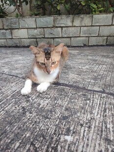 可爱猫咪趴地休憩