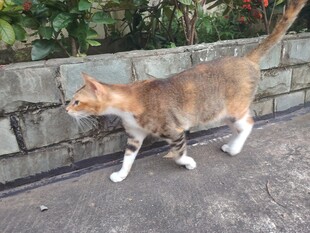 漫步的花猫
