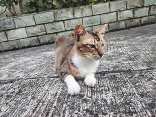 蹲坐的三色猫咪