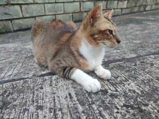 三色猫咪悠闲趴地