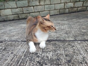 蹲坐的花猫