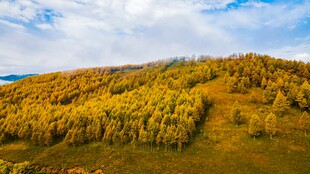 秋日山林美景