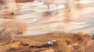 冬日旷野上的马队景象