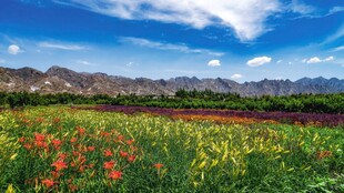花海蓝天山间绚丽景致
