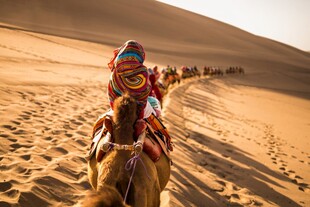 沙漠驼队中的欢乐旅行者