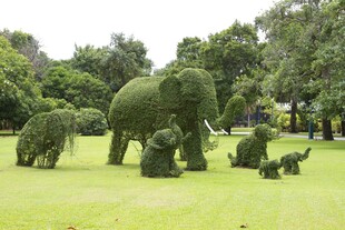 大象造型绿植景观