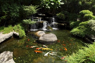 日式庭院锦鲤池景观