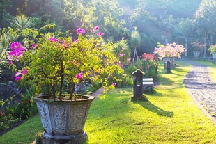 花园中的盆栽美景