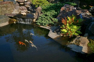 庭院锦鲤池自然景致美